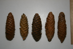 Picea × fennica