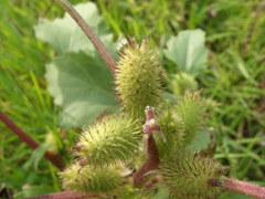 Xanthium orientale riparium