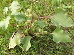 Xanthium orientale riparium