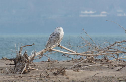 Snowy Owl photographed in Pennsylvania