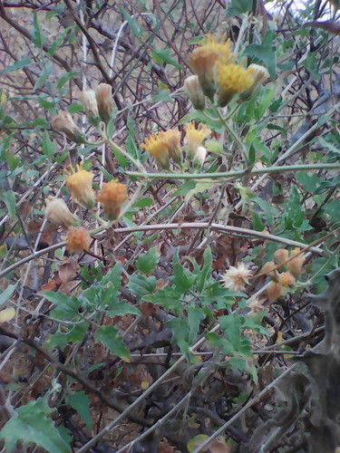 Cape Sweetbush