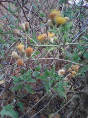 Bebbia atriplicifolia