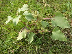 Xanthium orientale riparium