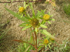 Bidens radiata