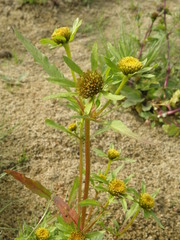 Bidens radiata