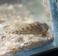 Featherduster Blenny photo 4