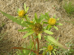 Bidens radiata