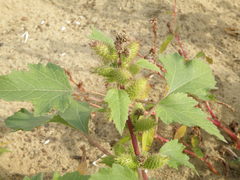 Xanthium orientale riparium