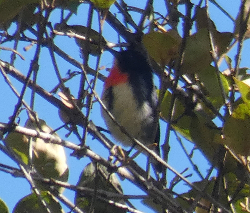 Javan Flowerpecker (Dicaeum sanguinolentum), photo 7