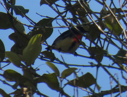 Javan Flowerpecker (Dicaeum sanguinolentum), photo 8