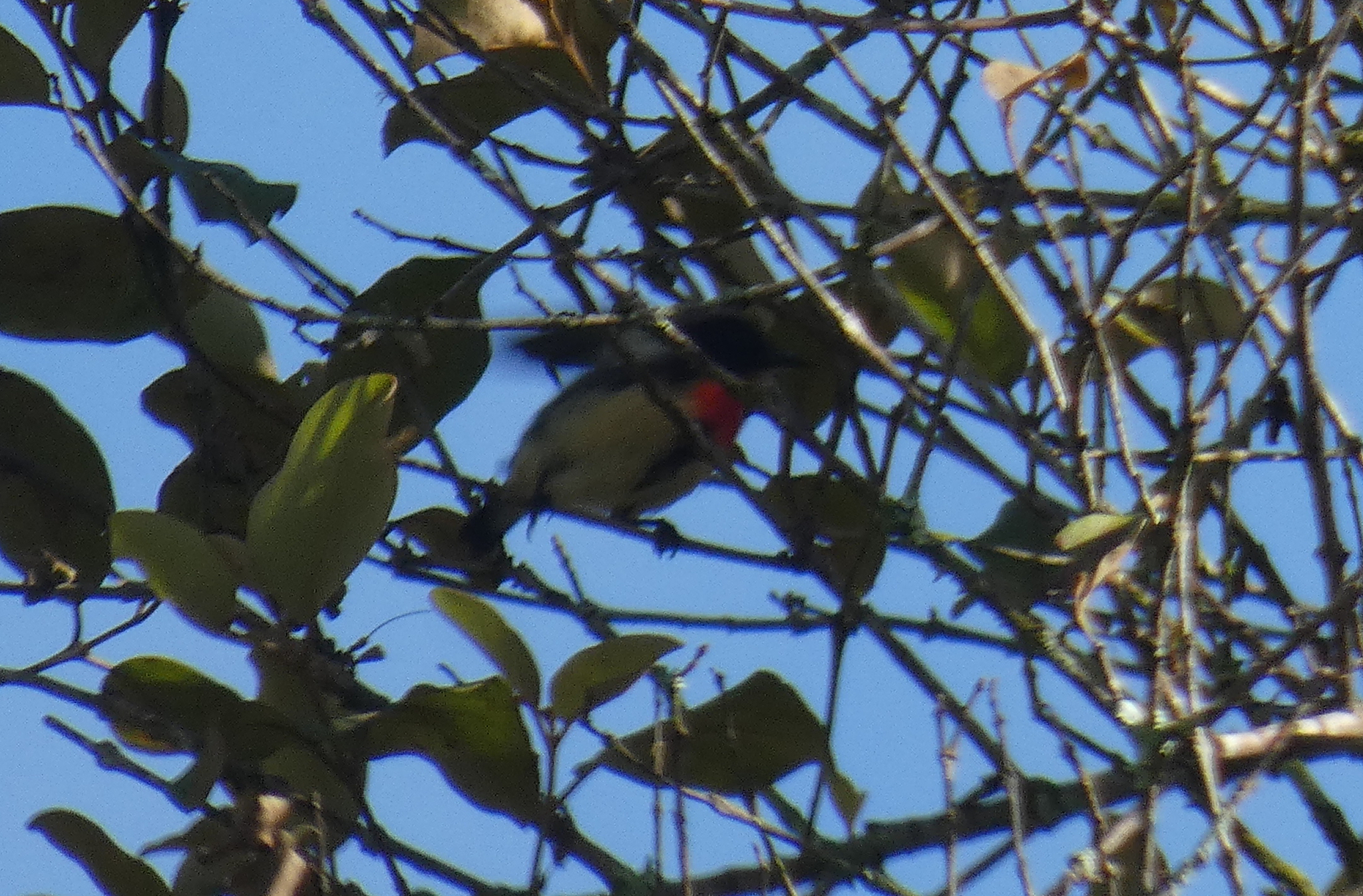 Javan Flowerpecker