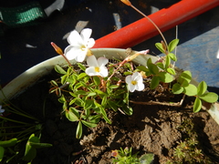 Oxalis minuta