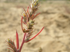 Corispermum hyssopifolium