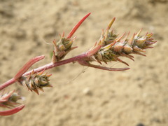 Corispermum hyssopifolium