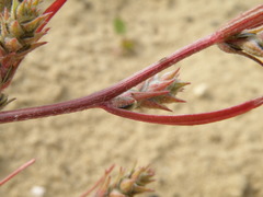 Corispermum hyssopifolium