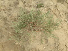 Corispermum hyssopifolium