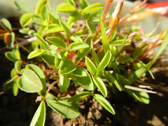 Oxalis minuta