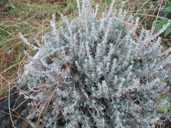 Micromeria benthamii