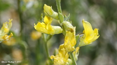 Acmispon procumbens jepsonii