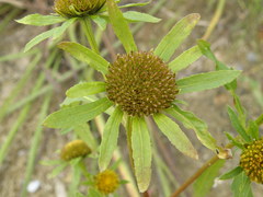 Bidens radiata