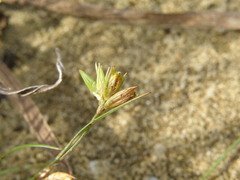 Juncus ranarius