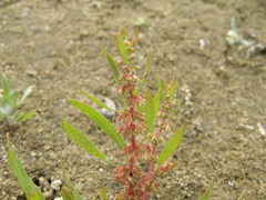 Rumex ucranicus