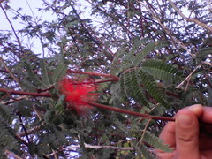 Calliandra peninsularis