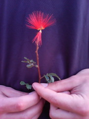 Calliandra peninsularis
