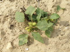 Xanthium orientale riparium