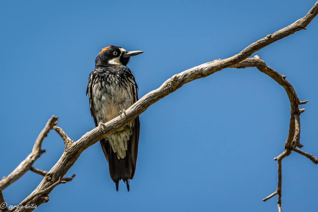 Acorn Woodpecker From Unnamed Road 31625 Chih On July 30 2023 At 09 acorn-woodpecker-from-unnamed-road-31625-chih-on-july-30-2023-at-09