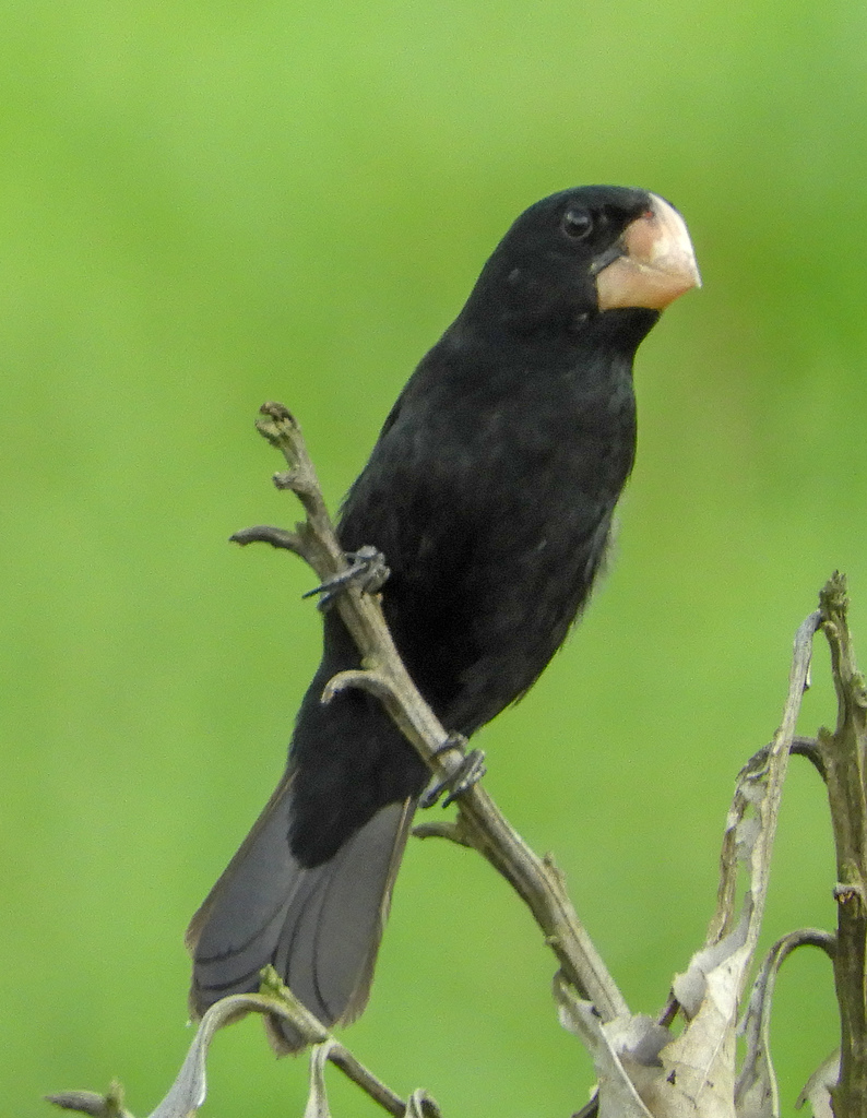 Nicaraguan Seed-Finch