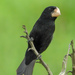 Nicaraguan Seed-Finch - Photo (c) K Schneider, some rights reserved (CC BY-NC), uploaded by K Schneider