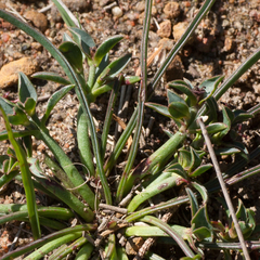 Euphorbia silenifolia