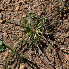Euphorbia silenifolia