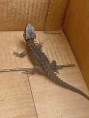 Spiny Skink photo 2