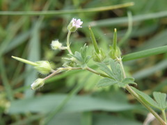 Geranium sibiricum