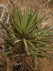 Yucca capensis