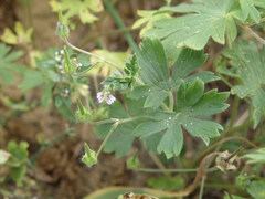 Geranium sibiricum