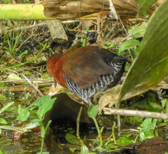 Laterallus albigularis