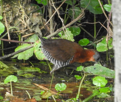 Laterallus albigularis