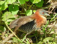 Laterallus albigularis