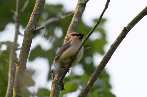 Cedar Waxwing photographed in Pennsylvania