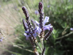 Lavandula canariensis