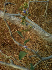 Jacquemontia abutiloides