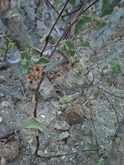 Jacquemontia abutiloides