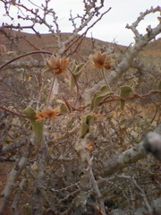 Jacquemontia abutiloides