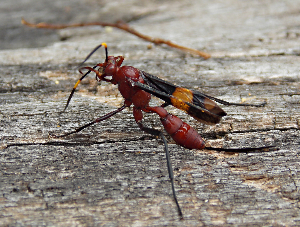 Compsocryptus melanostigma