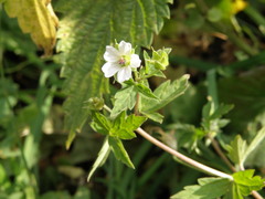 Geranium sibiricum
