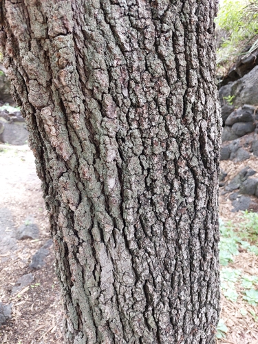 Quercus deserticola