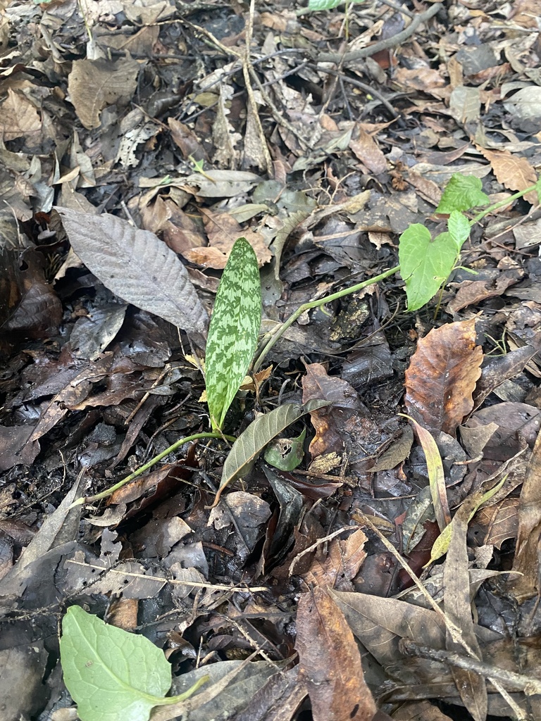 Monk Orchid from American School of Guatemala, Ciudad de Guatemala ...